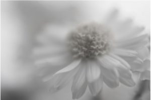 black and white daisy photo