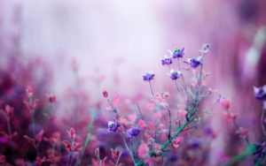 Purple pink flowers